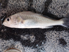 Sciaenidae