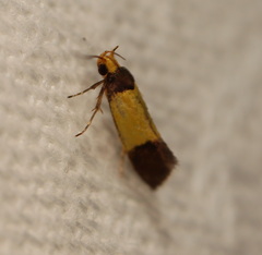 Merocroca automima