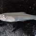 Anchoa - Photo 由 Fishes of Texas team 所上傳的 (c) Fishes of Texas team，保留部份權利CC BY-SA