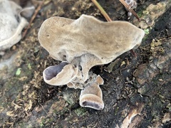 Auricularia