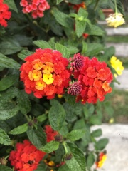 Lantana horrida