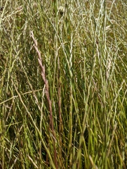 Lolium rigidum