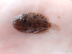 Trinectes maculatus