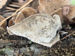 Auricularia