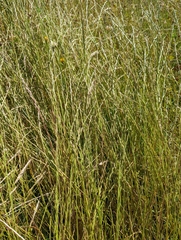 Lolium rigidum