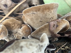 Auricularia