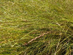 Lolium rigidum