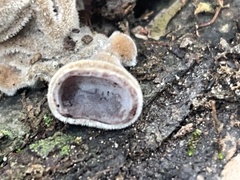 Auricularia