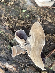 Auricularia