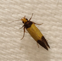 Merocroca automima