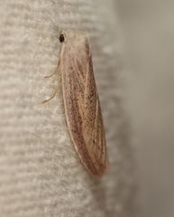 Prionopterina grammatistis