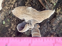Auricularia