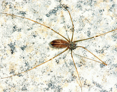 Pholcus opilionoides