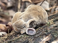 Auricularia
