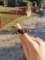Vanessa atalanta