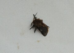 Megalopyge uruguayensis