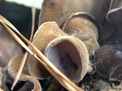 Auricularia