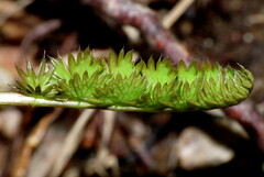 Anisotome aromatica