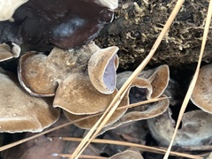 Auricularia