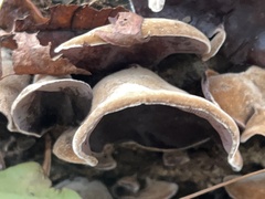 Auricularia