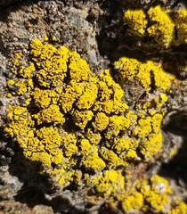 Candelariella rosulans
