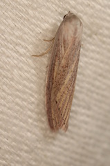 Prionopterina grammatistis