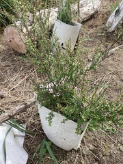 Leptospermum scoparium