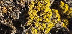 Candelariella rosulans