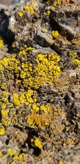 Candelariella rosulans