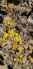 Candelariella rosulans