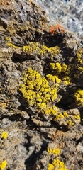 Candelariella rosulans