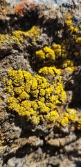 Candelariella rosulans