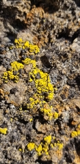 Candelariella rosulans