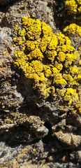 Candelariella rosulans