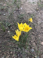 Zephyranthes longifolia