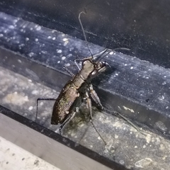 Odontocheila