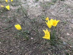 Zephyranthes longifolia