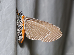 Euplocia membliaria