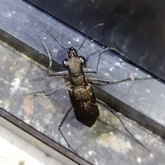 Odontocheila