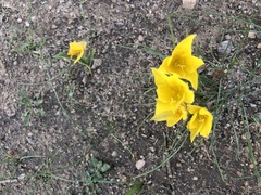 Zephyranthes longifolia
