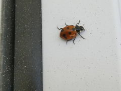 Coccinella undecimpunctata