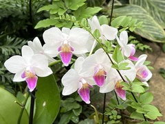 Vandoideae