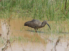 Theristicus caerulescens