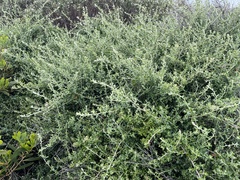 Rhagodia candolleana