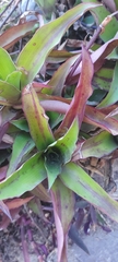Cryptanthus