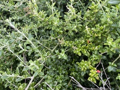 Rhagodia candolleana
