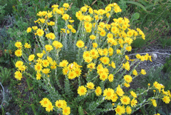 Senecio oederiifolius