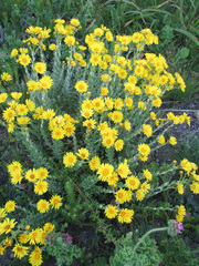 Senecio oederiifolius