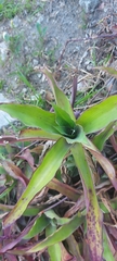 Cryptanthus