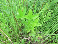 Potentilla freyniana